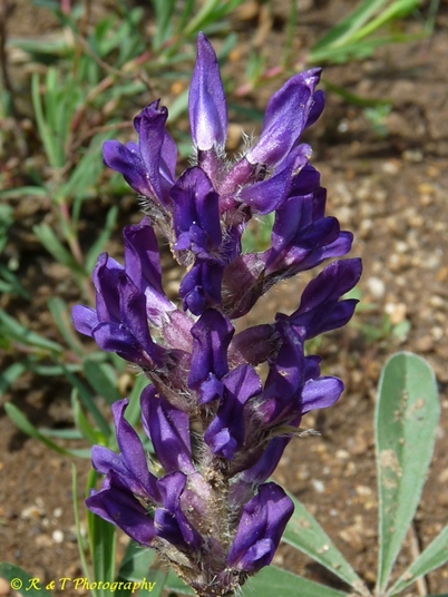 {Pediomelum subacaule}